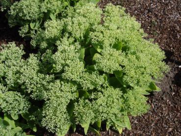 .Sedum spectabile Stardust - Fettblatt, Hohes Fettblatt Stardust