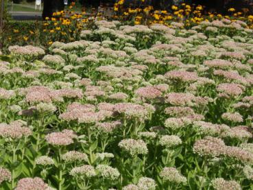 .Sedum telephium Herbstfreude - Fettblatt, Hohes Fettblatt Herbstfreude