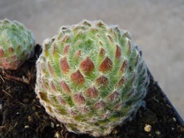 .Sempervivum arachnoideum - Hauswurz, Spinnweb-Hauswurz