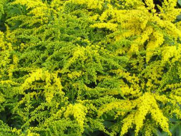 .Solidago Strahlenkrone - Goldrute, Garten-Goldrute