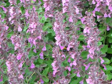 .Teucrium chamaedrys - Gamander, Sommergrüner Gamander