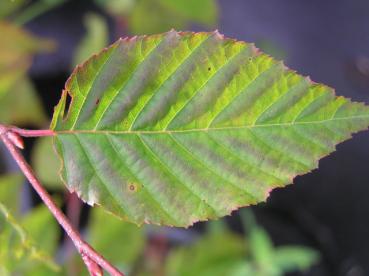 Carpinus laxiflora - Lockerblütige Weißbuche