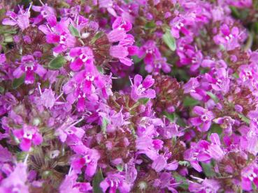 .Thymus serpyllum Coccineus - Feld-Thymian, Scharlachroter Feld-Thymian