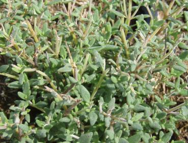 .Thymus vulgaris Compactum - Thymian, Echter Thymian