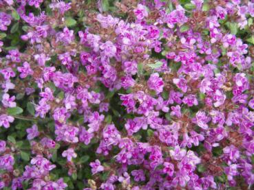 .Thymus serpyllum Magic Carpet - Feld-Thymian Magic Carpet