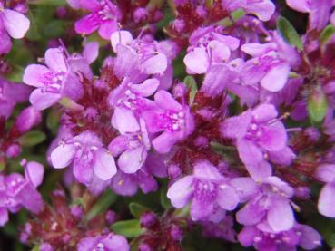 Thymus serpyllum Magic Carpet