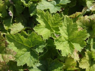 .Tiarella cordifolia - Schaumblüte, Herzblättrige Schaumblüte