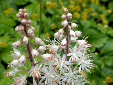 Weißblühende Schattenpflanze - Herzblättrige Schaumblüte