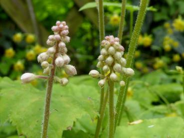 Behaarte Knospen der Schaumblüte