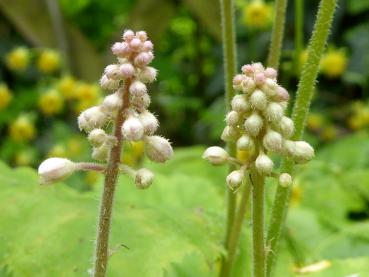 Herzblättrige Schaumblüte - rosa Knospen