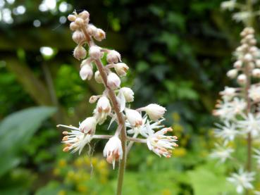 Eine Zier für den Schattengarten - die Schaumblüte