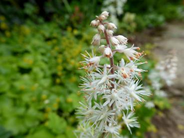 Weißblühender Bodendecker Schaumblüte