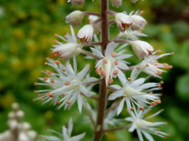 Kleine filigrane, weiße Blüten - die Schaumblüte