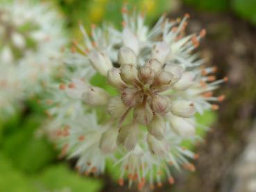 Weiße Blütentraube der Schaumblüte in Draufsicht