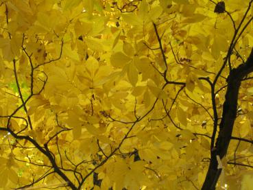 Bitternötshickory, Carya cordiformis
