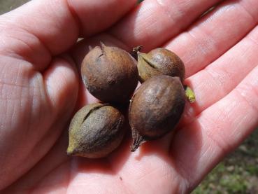 Bitternötshickory, Carya cordiformis