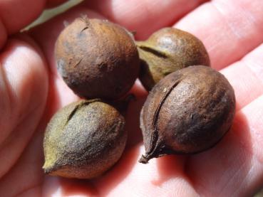 Bitternötshickory, Carya cordiformis