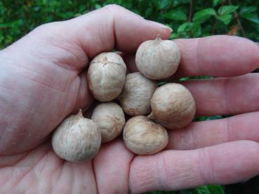 Bitternötshickory, Carya cordiformis