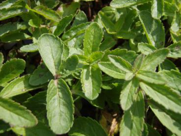 .Veronica teucrium Royal Blue - Ehrenpreis, Garten-Ehrenpreis