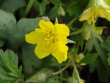 Gelbe Blüte der Hohen Golderdbeere