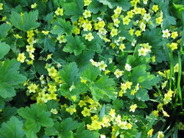 Die gelben Blüten der Hohen Waldsteinie hellen schattige Ecken im Garten auf.