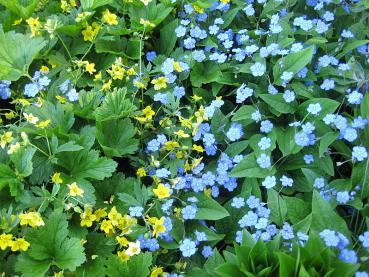 Die Hohe Golderdbeere in Kombination mit Gedenkemein (Omphalodes verna)