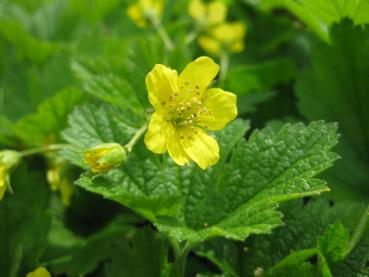 Gelbblühende Hohe Golderdbeere, Waldsteinia geoides