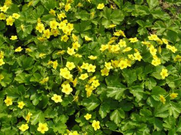 .Waldsteinia ternata - Golderdbeere, Niedrige Golderdbeere