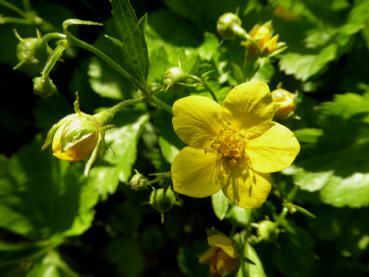 Waldsteinia ternata - beginnende Blüte Anfang April