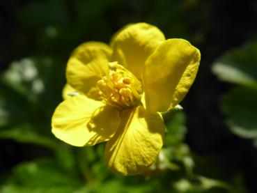 Nahaufnahme einer Blüte der niedrigen Golderdbeere