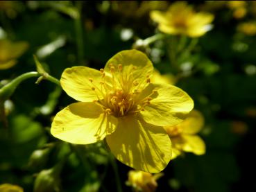 Leuchtend gelbe Blüten: Die niedrige Golderdbeere