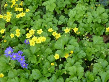 Frischer hellgrüner Laubaustrieb und gelbe Blüten im April - die niedrige Golderdbeere