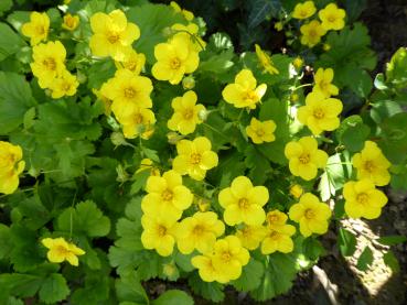 Viele gelbe Blüten im April: die niedrige Golderdbeere