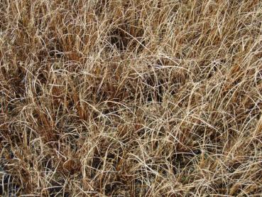 Preview: Herbstliche Stimmung - Fuchsrote Segge