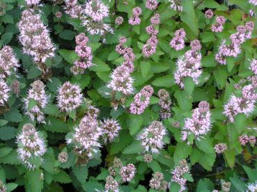 Caryopteris clandonensis Stephi - Bartblume Stephi