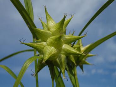 .Carex grayi - Segge, Morgenstern-Segge