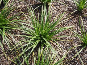 .Carex morrowii Variegata - Segge, Gestreifte Japan-Segge