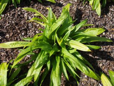 .Carex plantaginea - Segge, Breitblatt-Segge