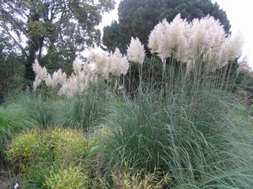 .Cortaderia selloana Pumila - Pampasgras, Kleines Pampasgras