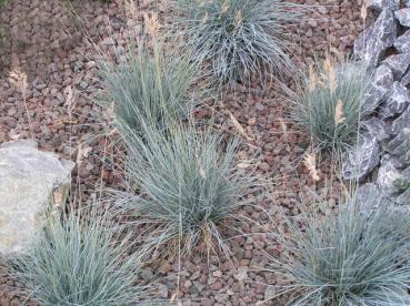 .Festuca glauca Elijah Blue - Schwingel, Blau-Schwingel