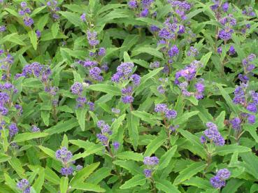 Caryopteris clandonensis Grand Bleu ® - Bartblume Grand Bleu ®