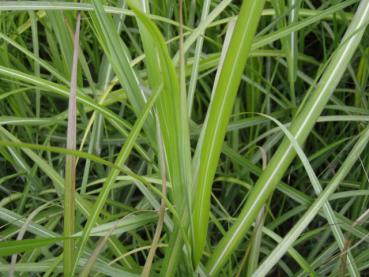 .Miscanthus sinensis Malepartus - Chinaschilf, Garten-Chinaschilf Malepartus