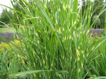 .Miscanthus sinensis Zebrinus - Chinaschilf, Garten-Chinaschilf Zebrinus