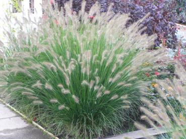 .Pennisetum alopecuroides Hameln - Lampenputzergras, Federborstengras