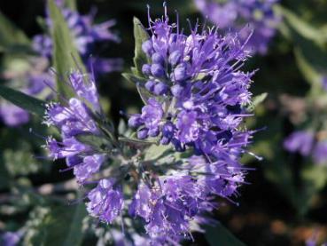 Caryopteris clandonensis Kew Blue - Bartblume Kew Blue