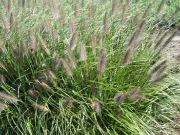 .Pennisetum alopecuroides var. viridescens - Lampenputzergras, Federborstengras