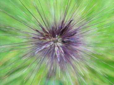 Pennisetum-alopecuroides-var-viridescens