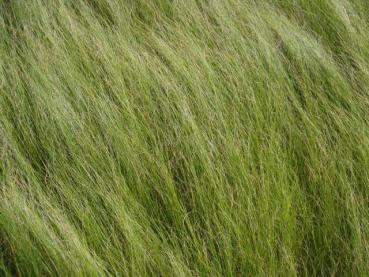 .Stipa tenuissima - Federgras, Dünnblättriges Federgras