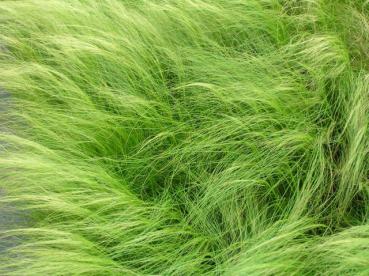 Stipa tenuissima