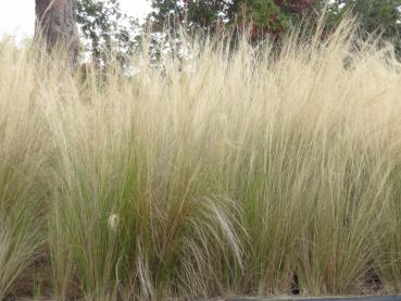 Auch im Herbst schön: Stipa tenuissima